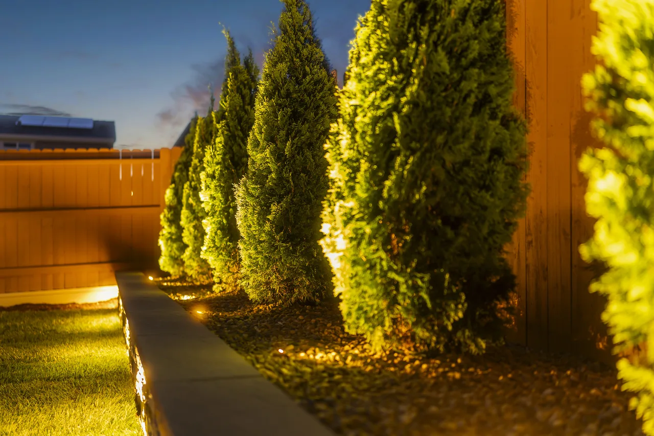 Uplit shrub line at dusk